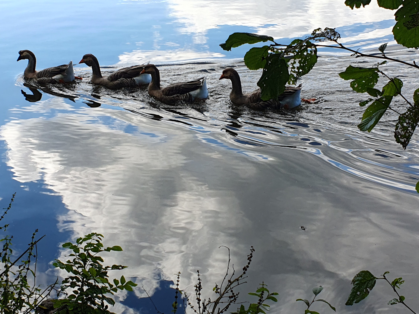 Wolkenschwimmer