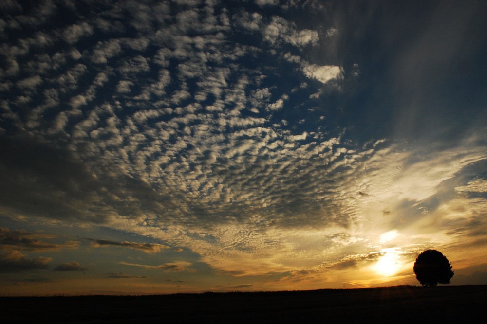 --- WOLKEN/SONNE/BAUM ---