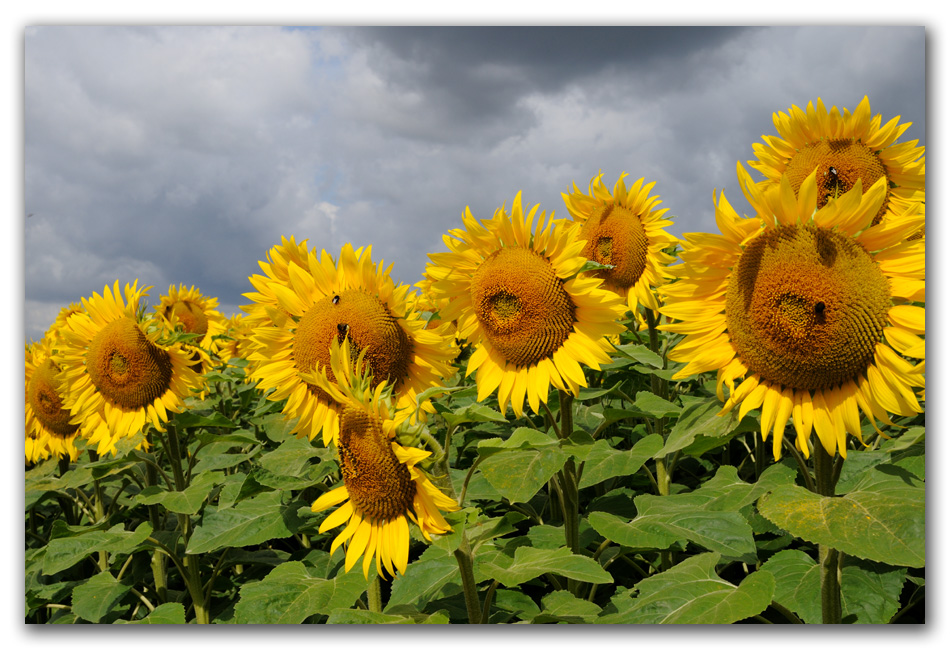 Wolken/Sonne(nblumen)mix