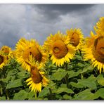 Wolken/Sonne(nblumen)mix