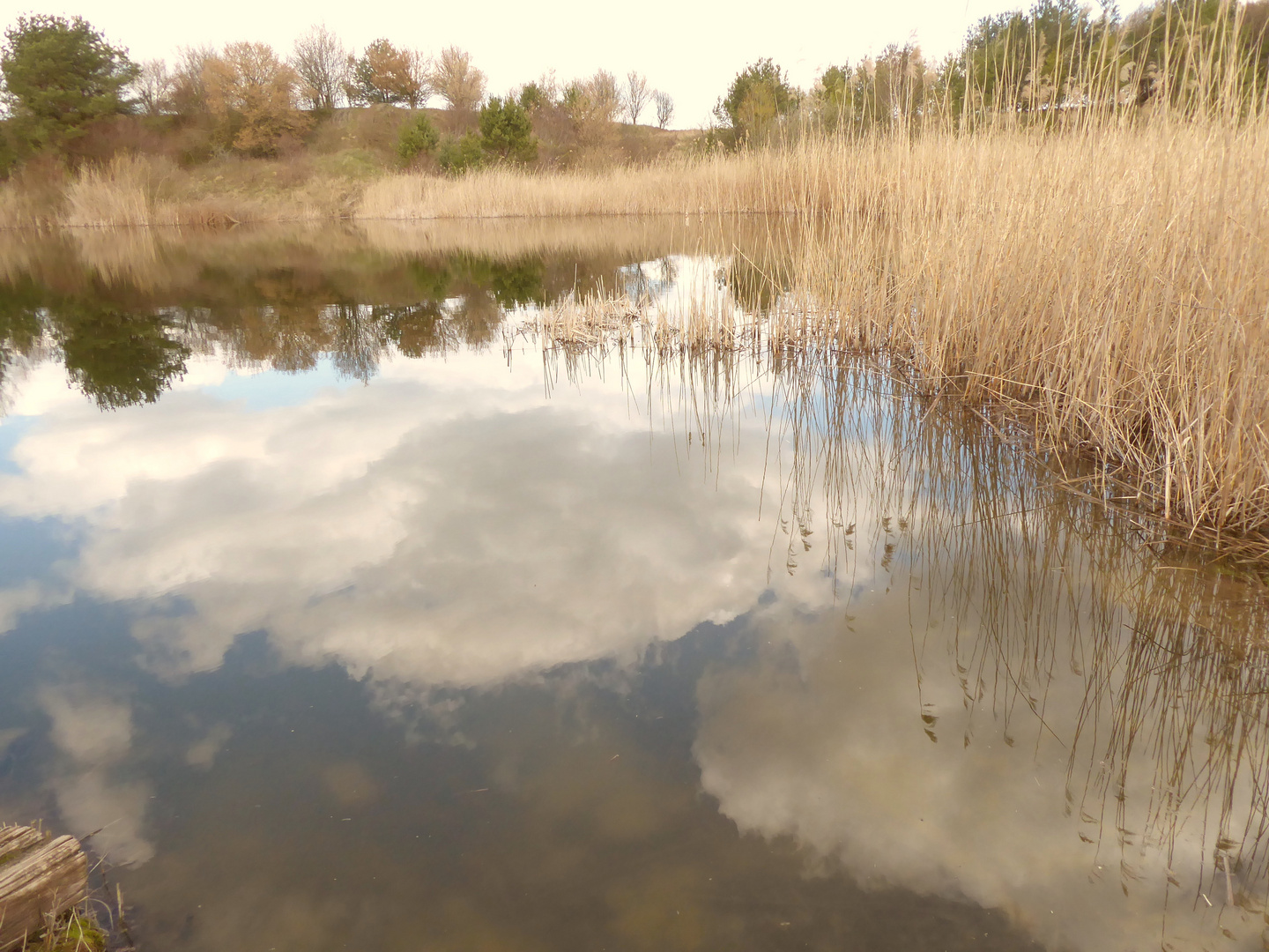 Wolkenspiegelung im Teich