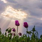 Wolkenspiel am Mohnfeld