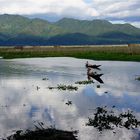 wolkenspiel, inle see, burma 2011