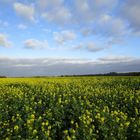 Wolkenspiel mit Rapsfeld