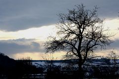 Wolkenspiel und Baum