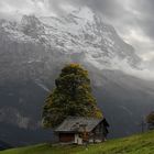 Wolkenstimmung am Eiger, Grindelwald