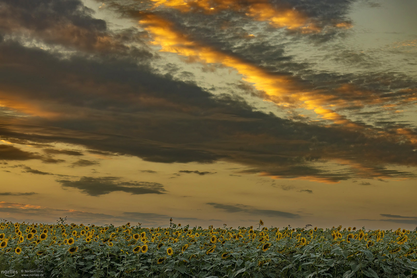 Wolkenstimmung am Sonneblumenfeld