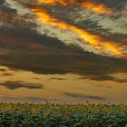 Wolkenstimmung am Sonneblumenfeld