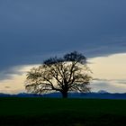 Wolkenstimmung mit Baum