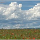 Wolkenstimmung mit Mohnblumen