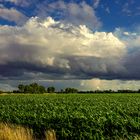 Wolkenstimmung über dem Maisfeld