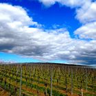 Wolkenstimmung über dem Weinberg