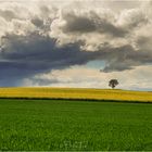 Wolkenstimmung über Rapsfeld