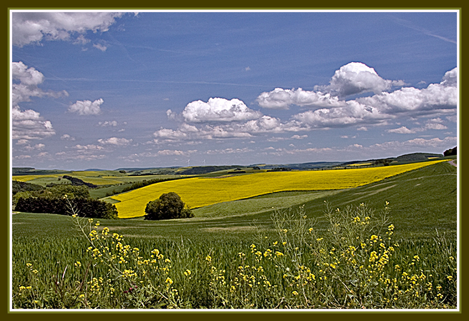 Wolkenstimmung überm Rapsfeld