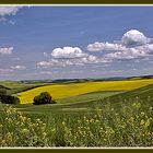 Wolkenstimmung überm Rapsfeld