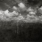 WOLKENTRAUM          -        Clouds over grassy waters