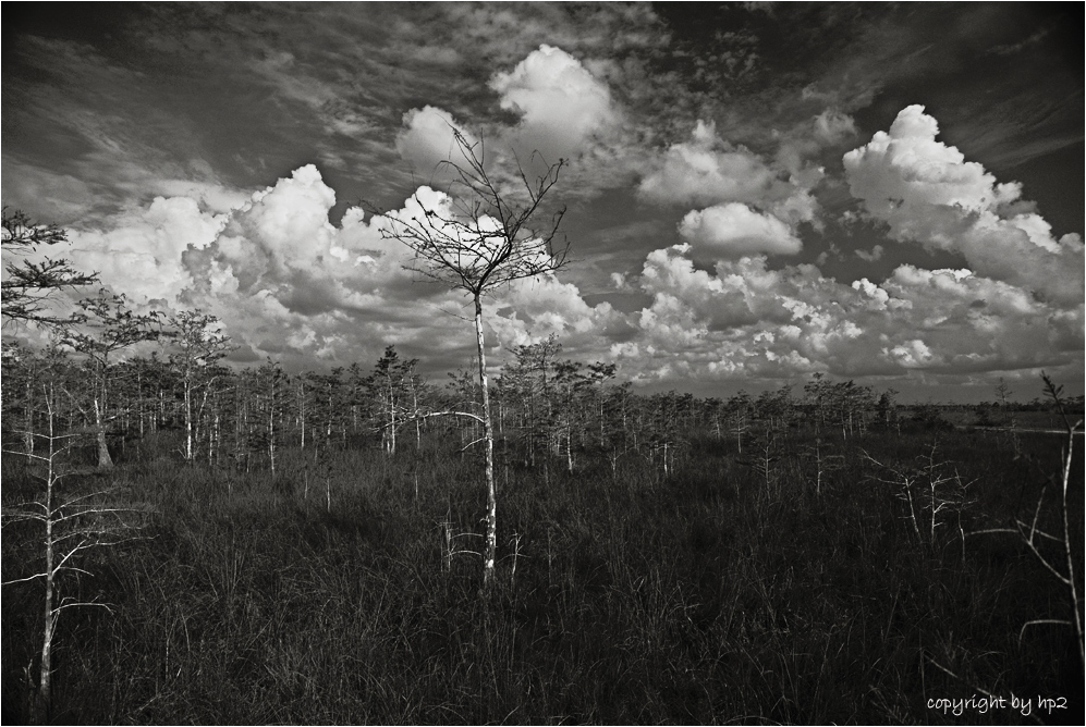 WOLKENTRAUM          -        Clouds over grassy waters