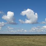 Wolkenvögel .......... über dem Meer bei Otterndorf