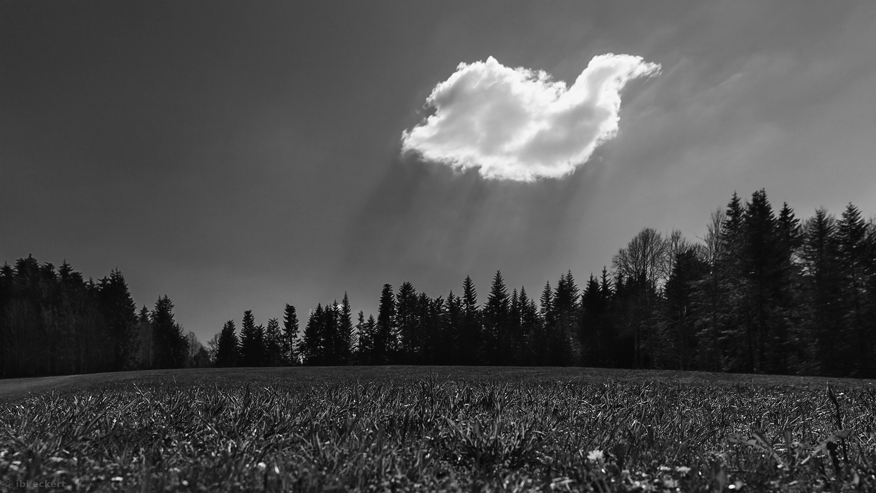 Wolkenvogel