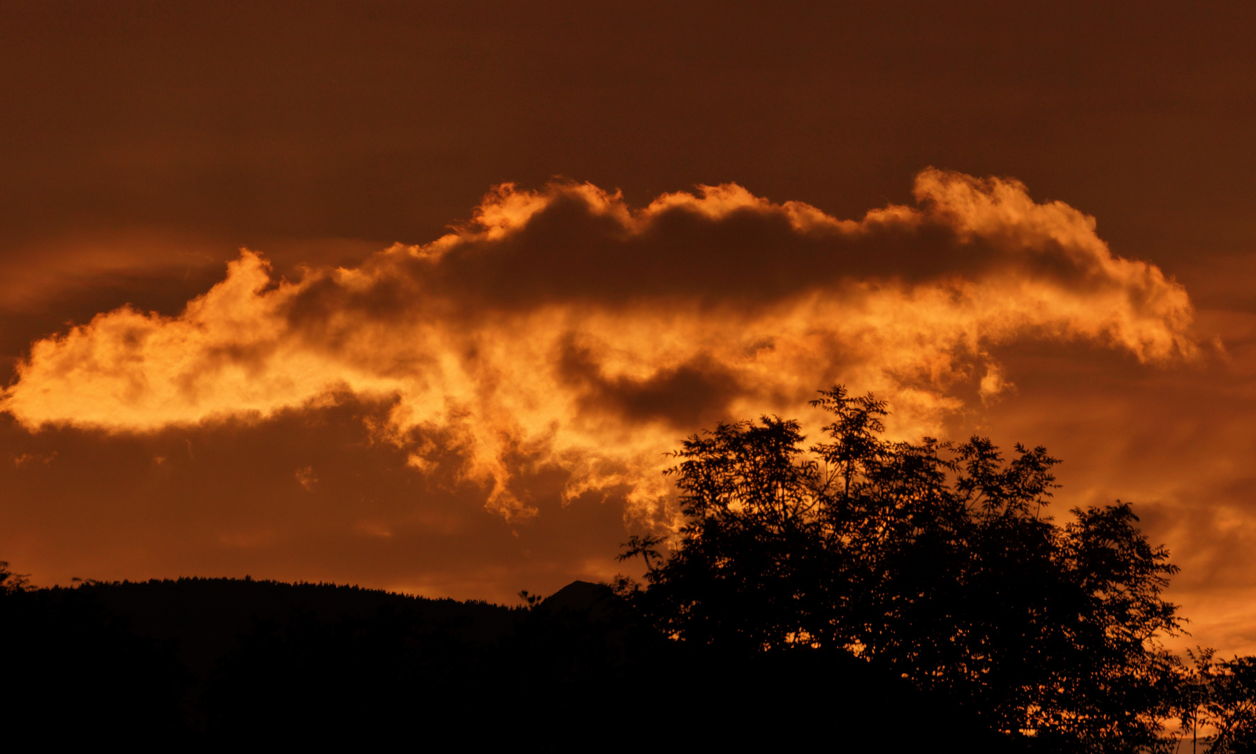 Wolkenvogel