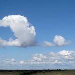 wolkenvogel..........