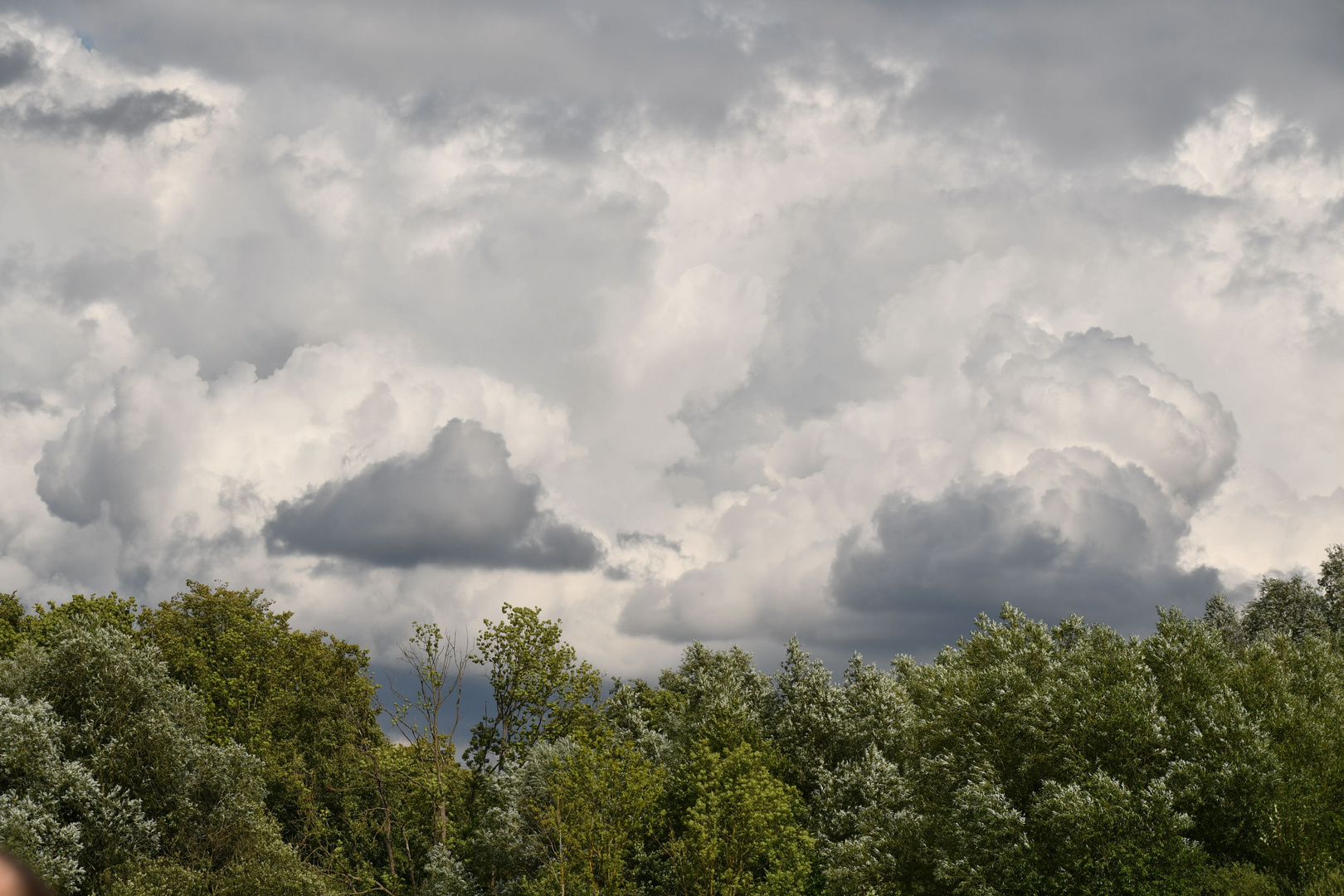 Wolkenwand Über Den Wipfeln