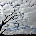 Wolkenwatte über dem Outback nahe Alice Springs