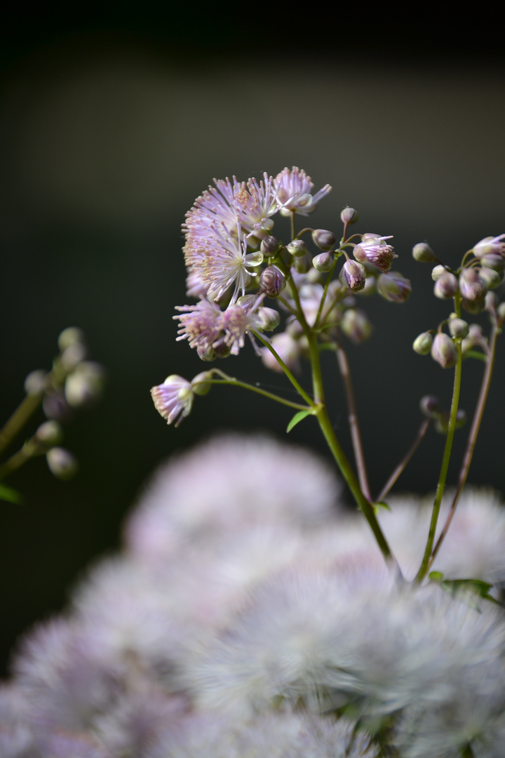 Wolkenweiche Blume