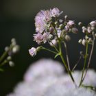 Wolkenweiche Blume