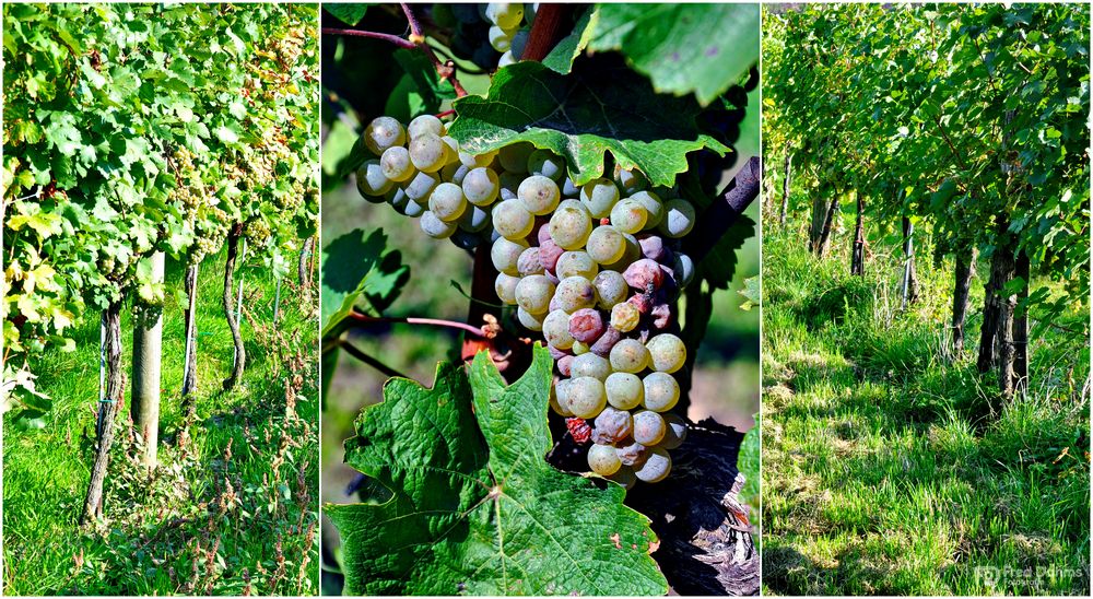 Wolkersdorf im Weinviertel, Österreich II