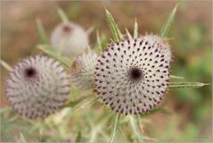 Woll- Kratzdistel (Cirsium eriophorum)