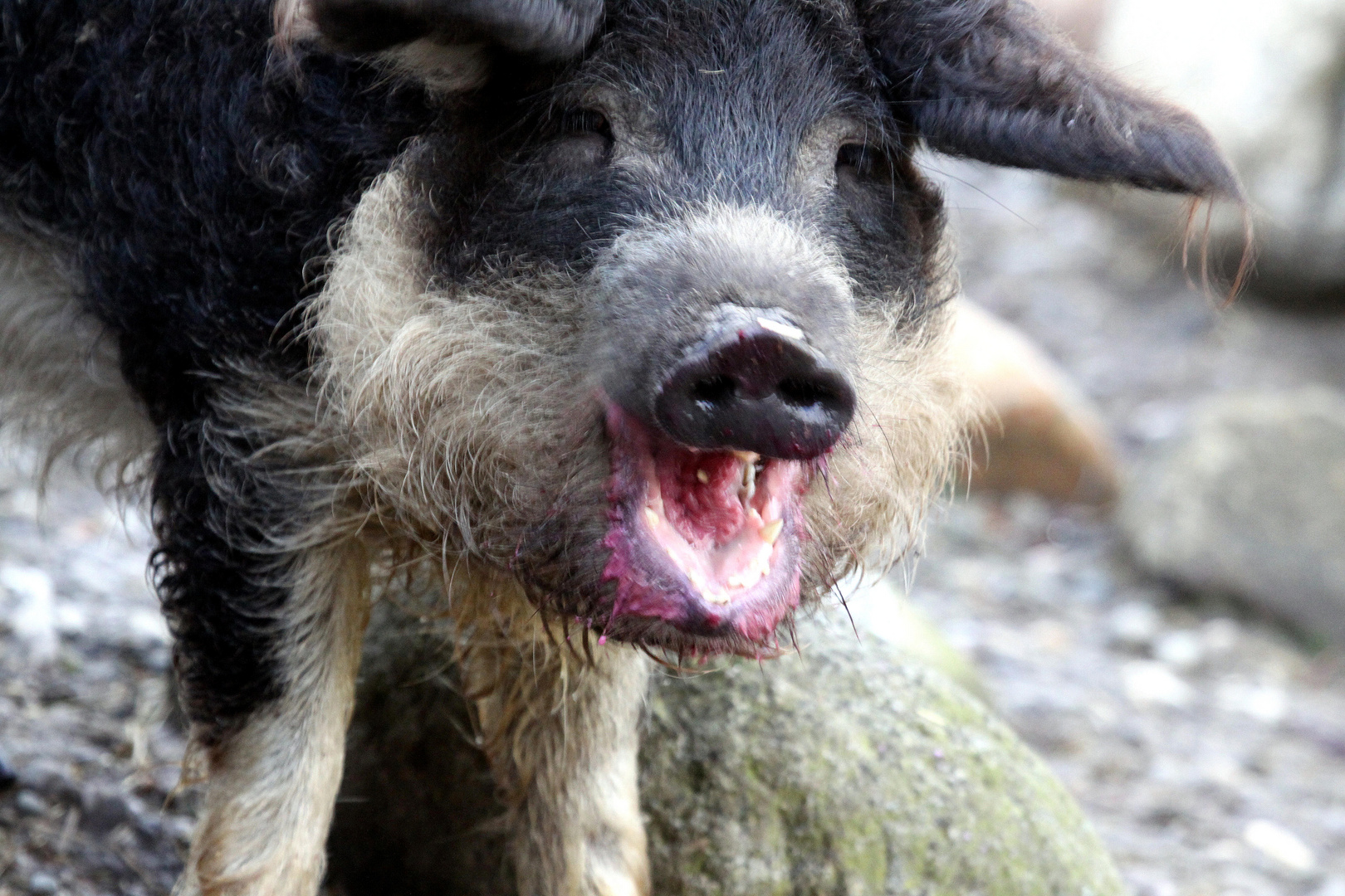 Woll- oder Mangalitzaschwein nach dem Genuß von Äpfeln und roter Bete