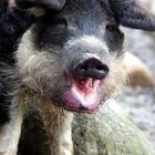 Woll- oder Mangalitzaschwein nach dem Genuß von Äpfeln und roter Bete