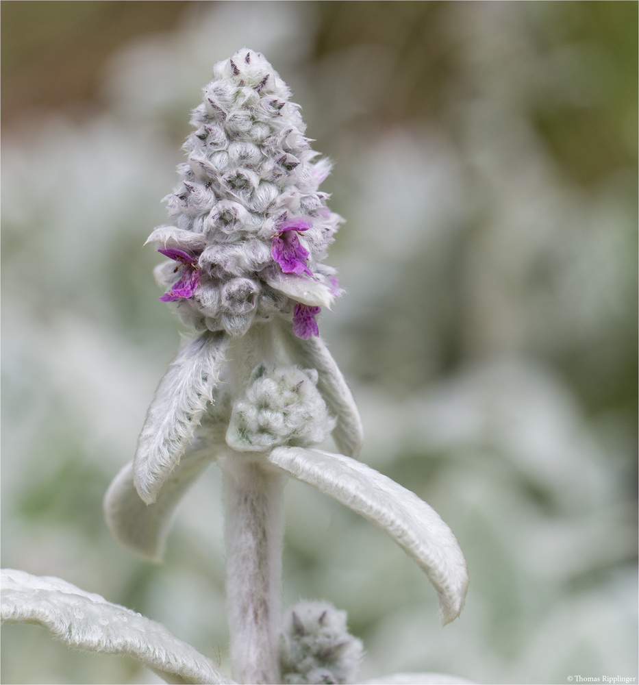 Woll-Ziest (Stachys byzantina) .. .