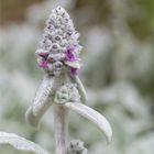 Woll-Ziest (Stachys byzantina) .. .