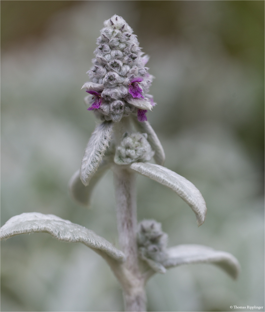 Woll-Ziest (Stachys byzantina) .