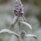 Woll-Ziest (Stachys byzantina) .