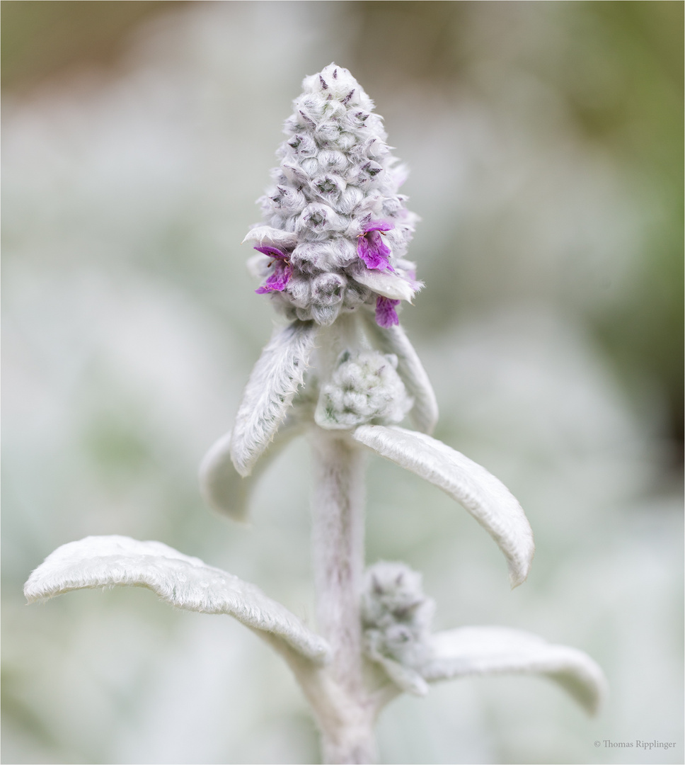 Woll-Ziest (Stachys byzantina)