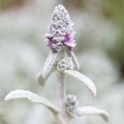 Woll-Ziest (Stachys byzantina)