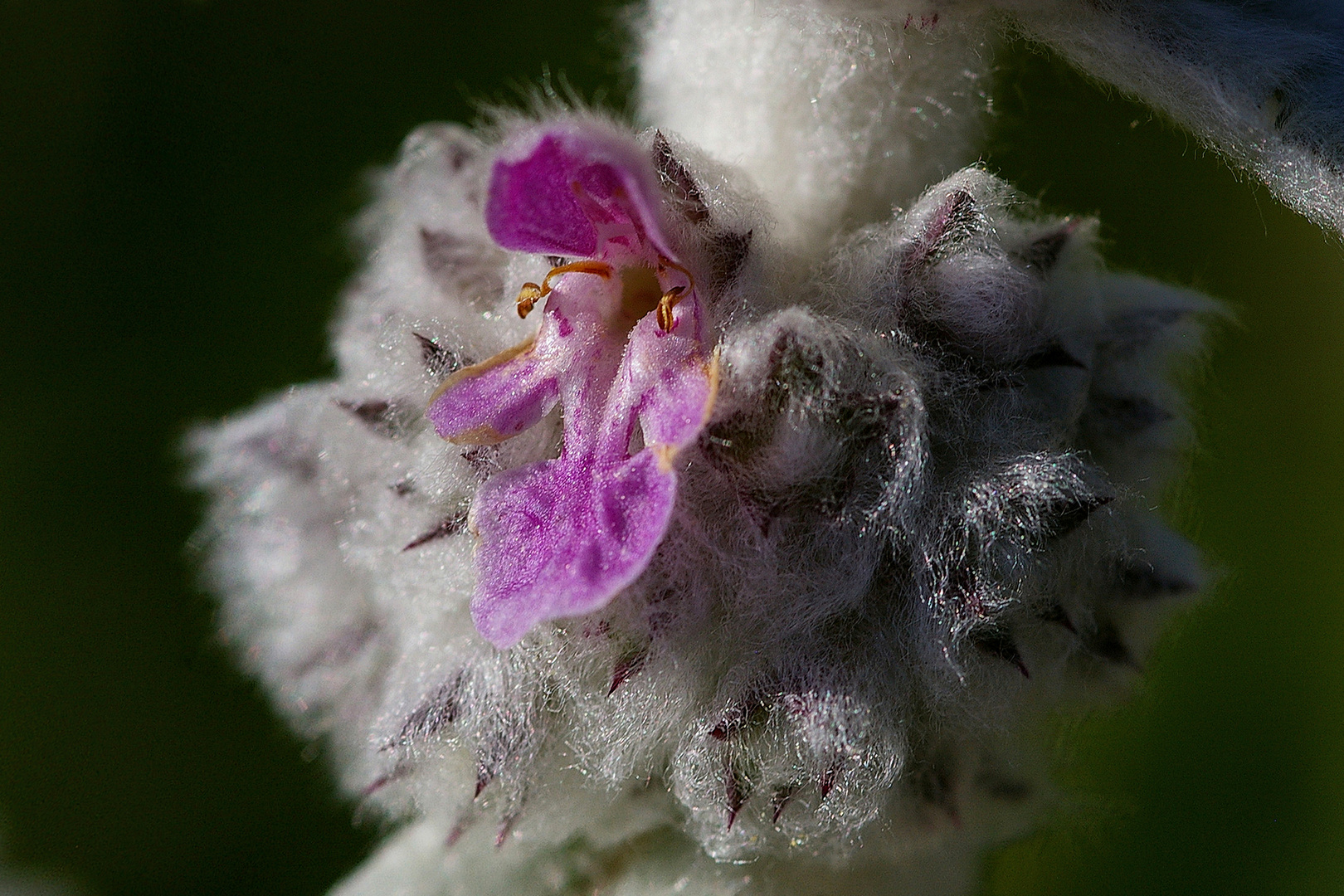 Woll-Ziest (Stachys byzantina)