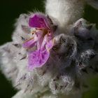 Woll-Ziest (Stachys byzantina)