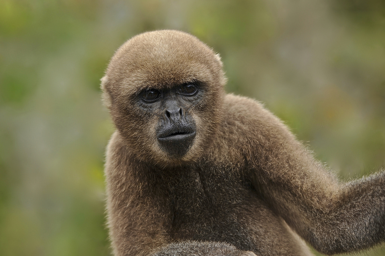 Wollaffe aus dem Tropischen Regenwald von Ecuador