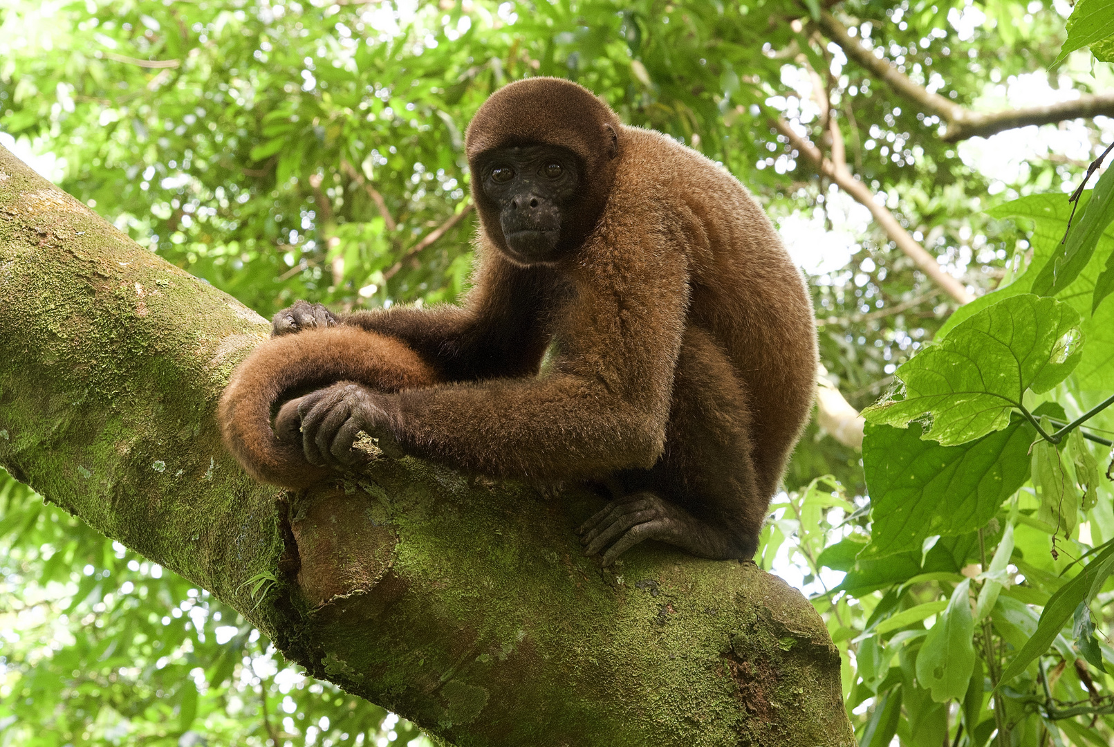 Wollaffe aus Peru