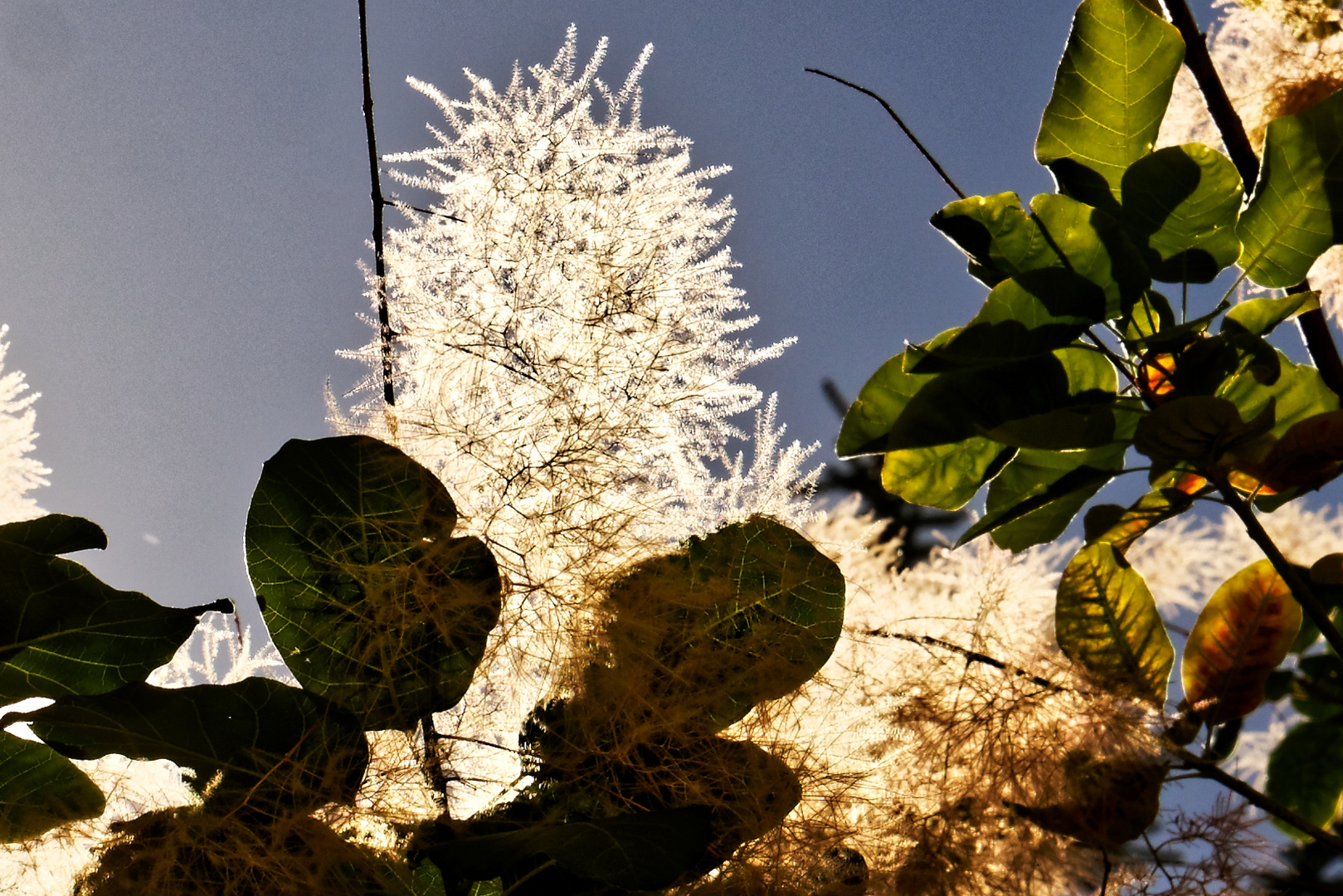 Wollbaum im Sonnenlicht