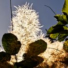 Wollbaum im Sonnenlicht