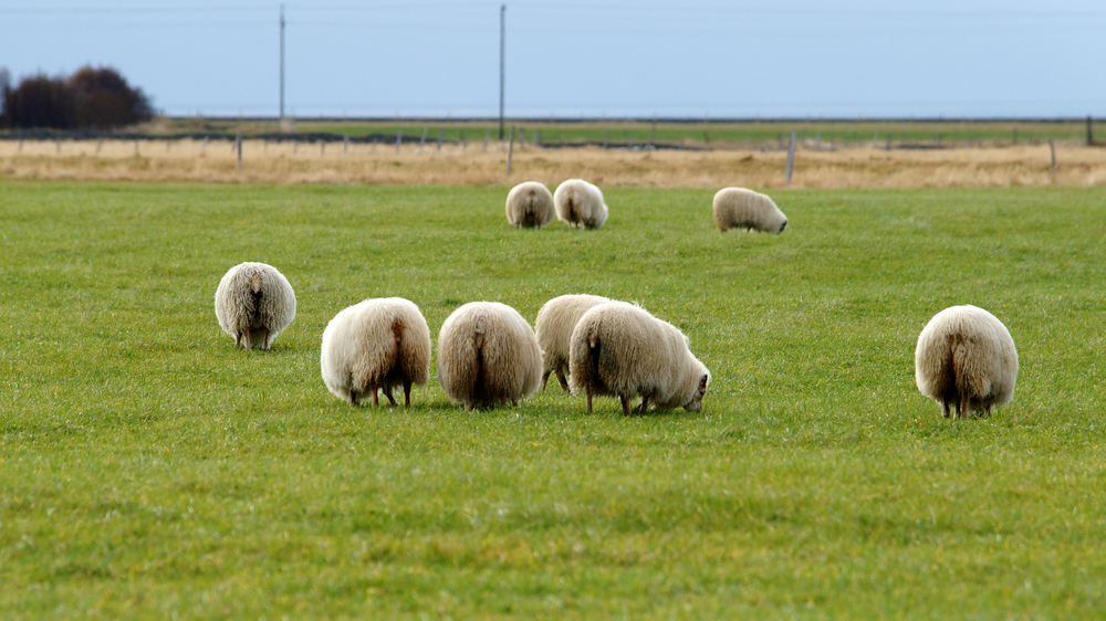 Wollberge bei Skogar