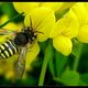  Biene-Wespe- Hummel