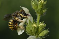 Insekten