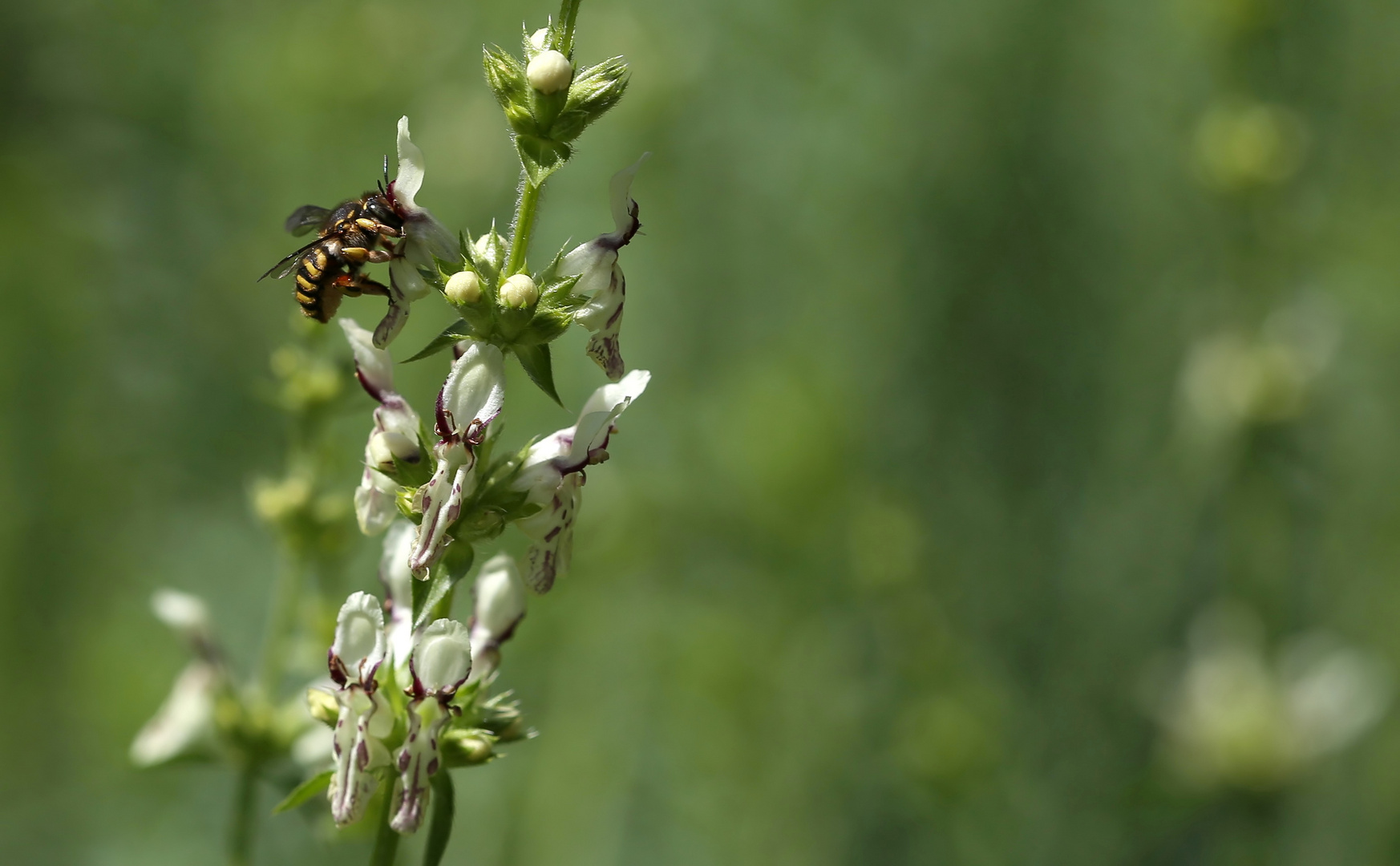 Wollbiene  auf Stachys recta