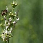 Wollbiene  auf Stachys recta